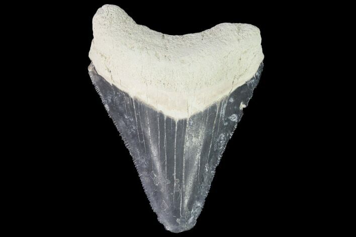 Fossil Megalodon Tooth - Florida #103403